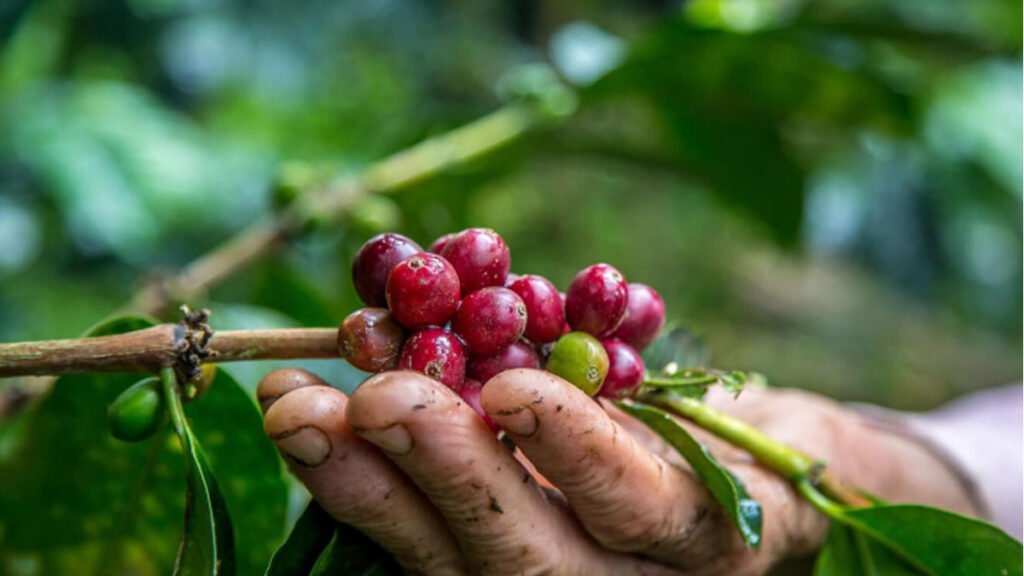 O Que Está Afetando o Preço do Café? Uma Análise Profunda com Dados e Contexto Atual
