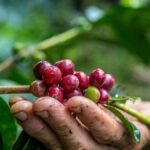 O Que Está Afetando o Preço do Café? Uma Análise Profunda com Dados e Contexto Atual